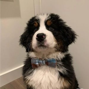 Meet your Posher, Jojo